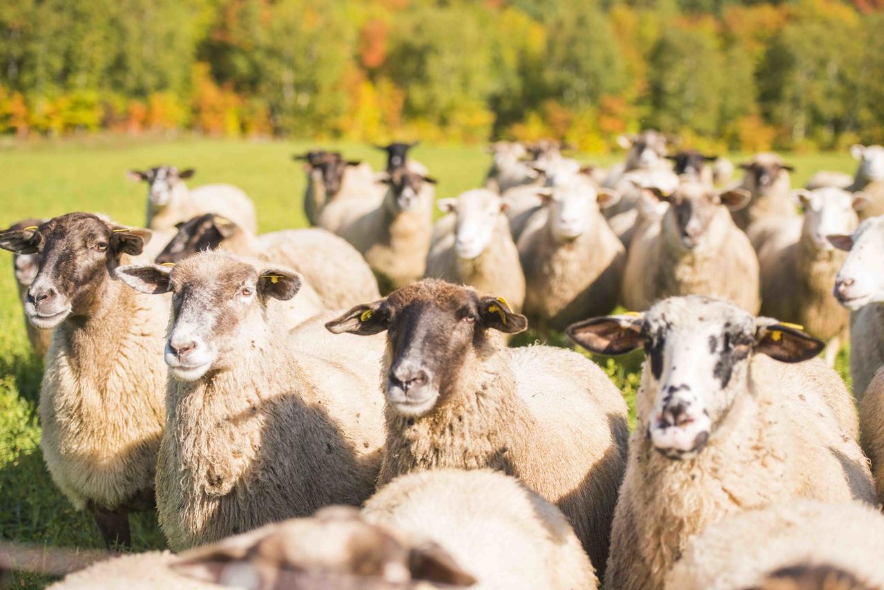 La Vieille Ferme, Ecogite Saint-Fulgence Exteriör bild