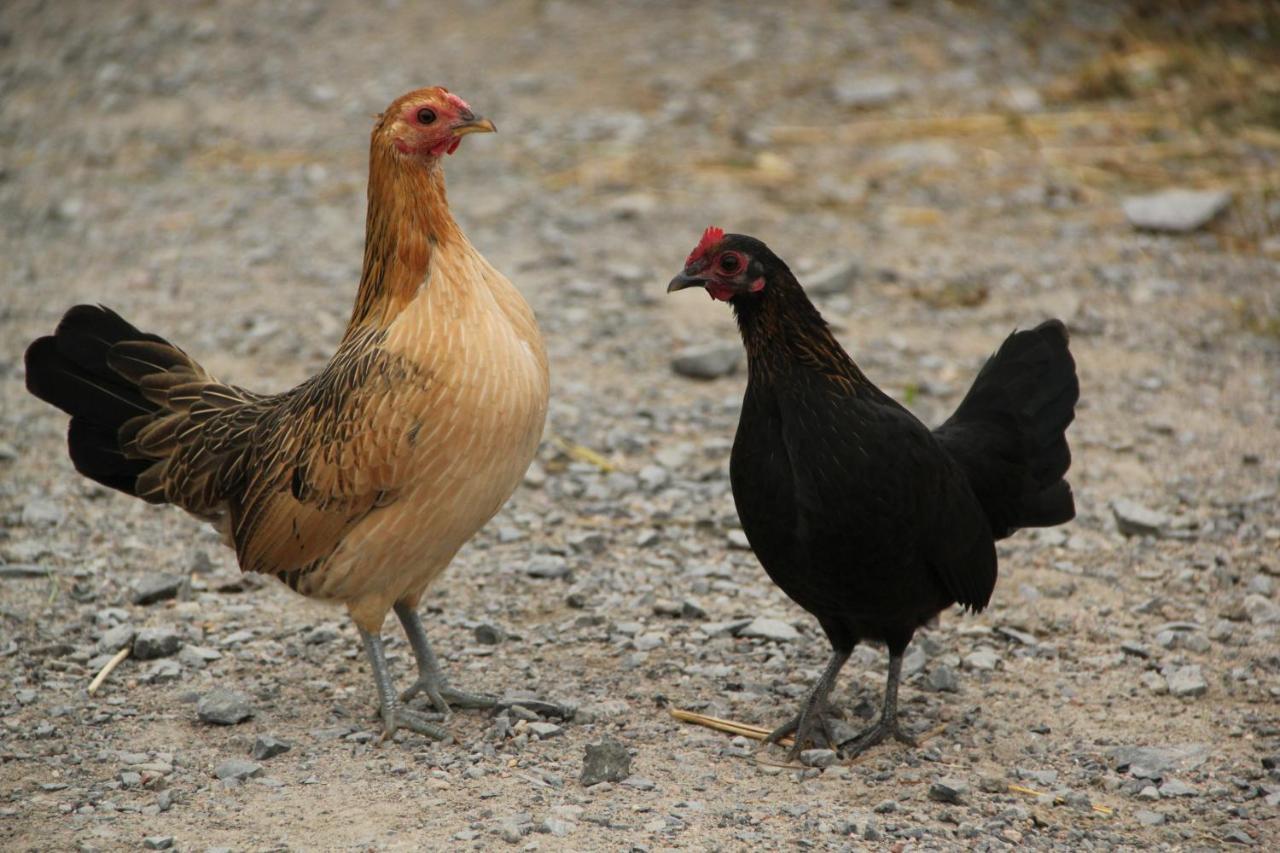 La Vieille Ferme, Ecogite Saint-Fulgence Exteriör bild