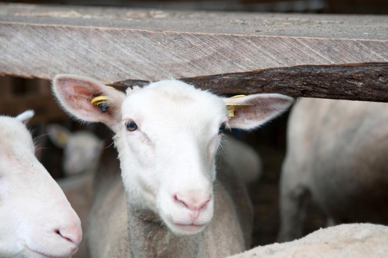 La Vieille Ferme, Ecogite Saint-Fulgence Exteriör bild